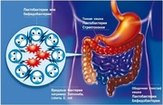 Восстановлениеимикрофлоры желудочно-кишечного тракта